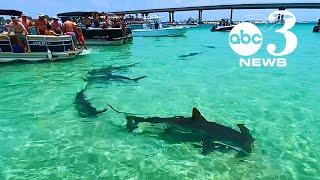 Videos show hammerhead sharks surround boaters in Orange Beach, Alabama