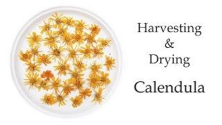 How to Harvest and Dry Calendula Flowers