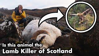 Can I Find the lamb killer of Scotland!