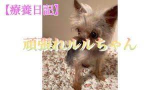 【療養日記】頑張れルルちゃん 〜2022.10.22 #頑張れルルちゃん #yorkie #yorkshire #yorkshireterrier