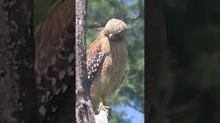 Vigilant Hawk #wildlife #birds #hawk #nature #shorts