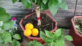 Апельсин Моро \ Citrus sinensis Moro.  Самый "кровавый" апельсин!