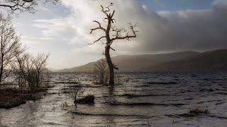 Landscape photography at Loch Lomond.  Shooting THAT tree