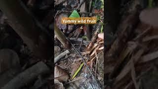 Have you ever seen this? #shortvideo #shorts #short #wildfruit #nature