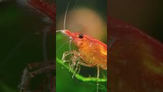 FASCINATING SECRETS UNVEILING THE MYSTERY OF SHRIMP'S TINY HEART #ghoststoriesdoctv #shorts