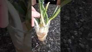 How To Plant A Sprouted Onion - Preparation #shorts