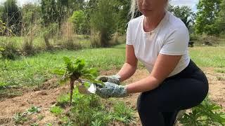 Grampa's Hand Weeder Tool - Easy to Use Weed Puller Tool for Garden - Remove Weeds & Their Roots.