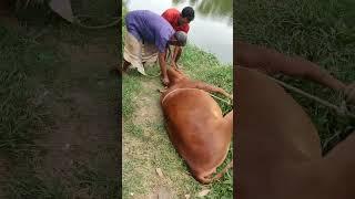 Beef cutting skills/wow