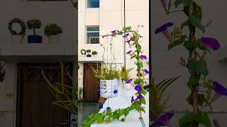 Decor idea with Morning Glory vine #trellis #creative #homegardening