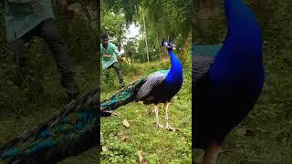 peacock catching #reel #reels #trending #viral #viralreels #video #tiger #wildlife #reelsvideo