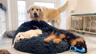 Golden Retriever Shocked by Puppies occupying his bed!