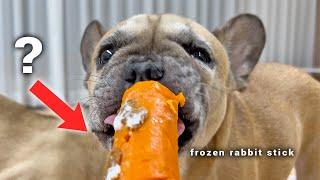 My Dogs HATED Carrots Until They Tried This...Viral Secret Summer Frozen Dog Chews!