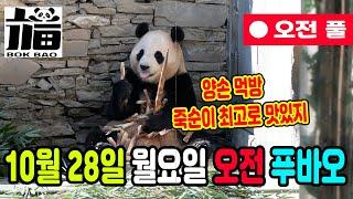 10월 28일 월요일 오전풀 푸바오입니다.  죽순 양손먹방