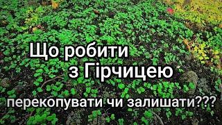 Чи перекопувати Гірчицю на зиму??? Внесення гною по сидератах