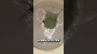 RIESIGE Toiletten Spinne ️: Deswegen immer spülen!