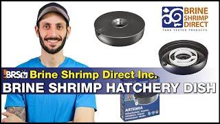 Hatch your own live saltwater fish food! Brine Shrimp Direct Hatchery Dish & BRS Brine Shrimp Eggs