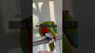[루카월드] 앵무새도 마음이 있어요‍↔️  #parrot #반려동물