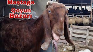 Maştaga Qoyun Bazarı #mastagamalbazari #mastagaqoyunbazari #elixezer #koyunkuzu #cobanınkamerası