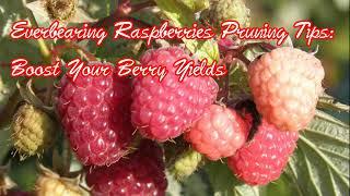 Everbearing Raspberry Pruning Tips: Boost Your Raspberry Yields