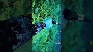 Had to turn the GoPro on. #guamlife #guamlife #guamlife #guam #spearo #spearfishing #paradise