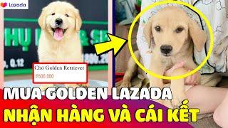 Săn sale chú chó GOLDEN RETRIEVER trên Lazada, cô gái SỐC NẶNG khi nhận hàng vì nó lạ lắm  Gâu Đần