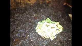 Horned Frog - Ceratophrys cranwelli (Peppermint) chillin' around after a big meal ;)