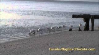 Group of White Ibis at the Beach in Naples