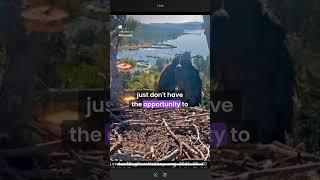 Eaglet fledge watch at Big Bear nest! #baldeagles #jackieandshadow#eaglecam