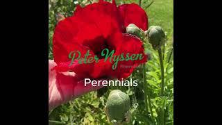 Hardy Perennials, Plants and Bare Root Perennials all at Peter Nyssen