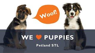 Find Petite & Sweet Puppies At Petland STL 