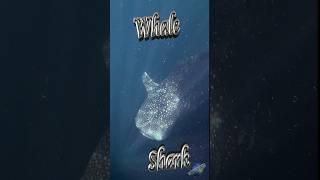  Diving with Whale Sharks  #Shorts #wildlife