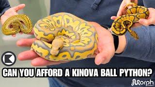 Kinova Reptile's Top 3 Most Expensive & Inexpensive Ball Pythons On MorphMarket | Vlog-5