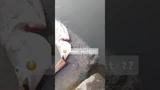 what is it?