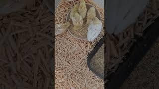 산책후 배고픈 메추리 아가들 우적우적 찹찹 #birds