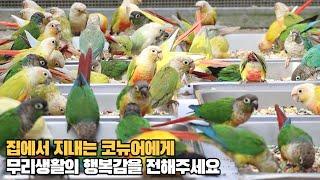 코뉴어앵무새의 심심함 덜어주기 conure parrot sound