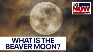 Beaver Moon: How and when to see the second-to-last full Moon of the year | LiveNOW from FOX