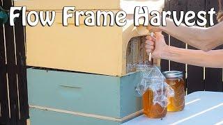 Flow Frame Honey Harvesting