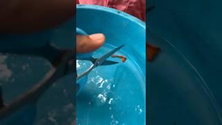 ️ഗപ്പിയുടെ വാല് മുറിക്കൽ ചടങ്ങ്  cutting guppies tail|#farming #guppy #shorts #short