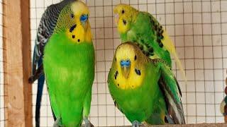 12 Hours of Comforting Budgie Sounds  | Soothing Chirps for Lonely or Sad Birds