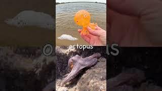 Learn Sea Animal Names at the Lake for Kids: Whale Seal Octopus Stingray Cuttlefish