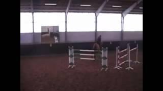 Dressage horse doing some cross training. He's for sale.