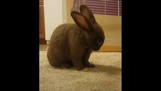 Baby Bunny Farts so Loud He Scares Himself