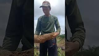 panen singkong || Cassava