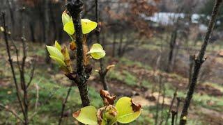 Climatic weirding of seed storage