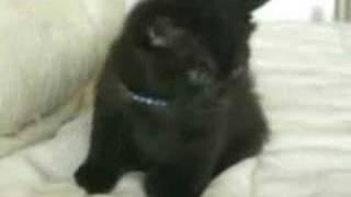 Funny Kitty Clips