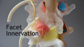 Medial Branch Model - Dynamic Disc Designs Corp.