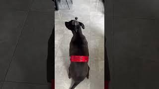 Dog Strikes a Pose in Perfect Homemade Coca-Cola Bottle Costume