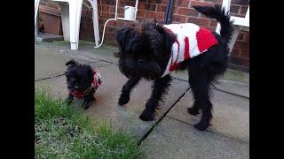 Two Affenpinscher Puppies, enjoying their very first Christmas