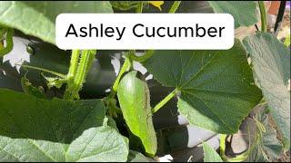 Ashley Cucumber Review
