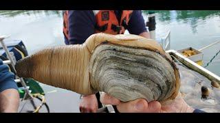 World Largest Burrowing Clam | Pacific Geoduck 4-Ways | Fathom Seafood, WA | BBQ Champion Harry Soo